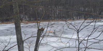 Skaudi žūtis ežere
