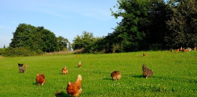 Paukščių gripas ir kitos grėsmę Lietuvos ūkiams keliančios ligos – nuostoliai kompensuojami,...