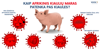 Pirmasis šiemet afrikinio kiaulių maro protrūkis – kiaulių ūkyje Latvijoje