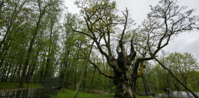 Informacija apie planuojamus paskelbti naujus valstybės saugomus gamtos paveldo objektus
