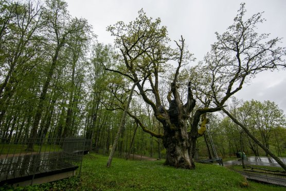 Mokymų naujienos