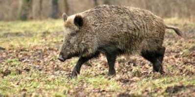 Pavojaus signalas kiaulių ūkiams: Kelmės rajone – pirmasis šiemet AKM atvejis Lietuvoje