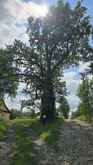 Mokymų naujienos