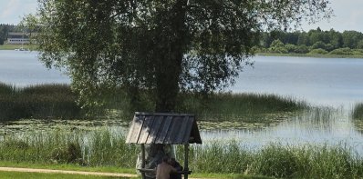 Apie trapiųjų gluosnių būklę Pirties gatvėje: Savivaldybė skelbia eksperto išvadą