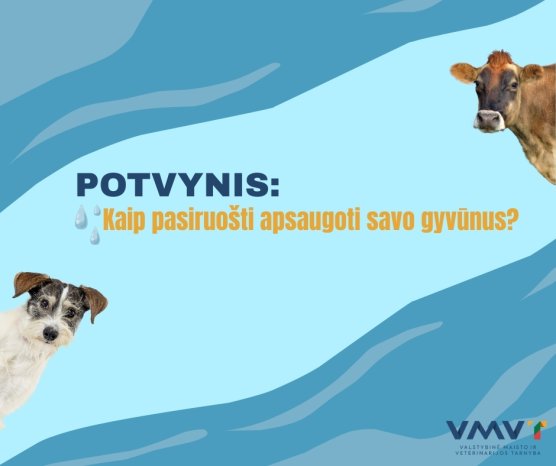 Mokymų naujienos