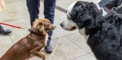 Viešosios tvarkos pareigūnai skelbia prevencinę akciją „Prisidėkime prie švaresnio miesto kūrimo...